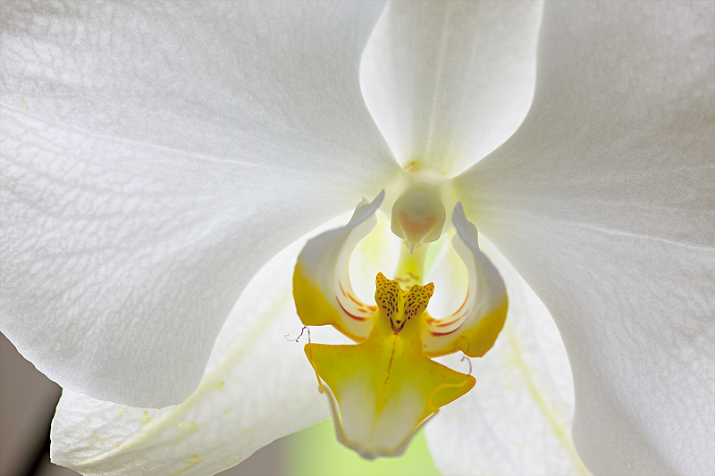 Mother Ship Orchid