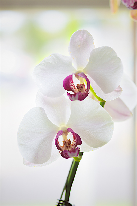 Phalaenopsis