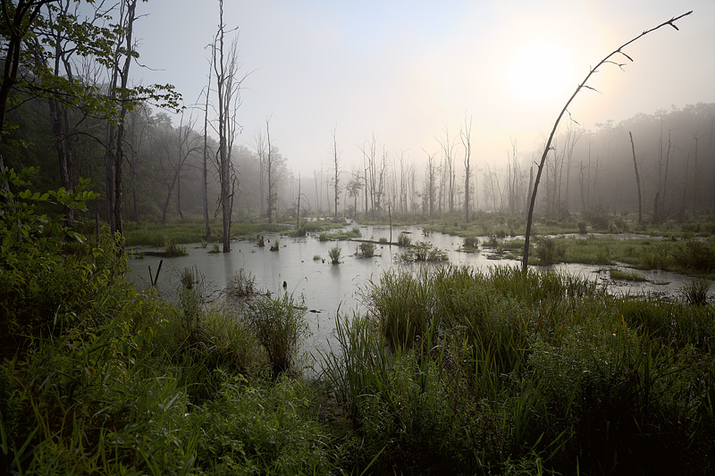 Marsh at Peter's Valley