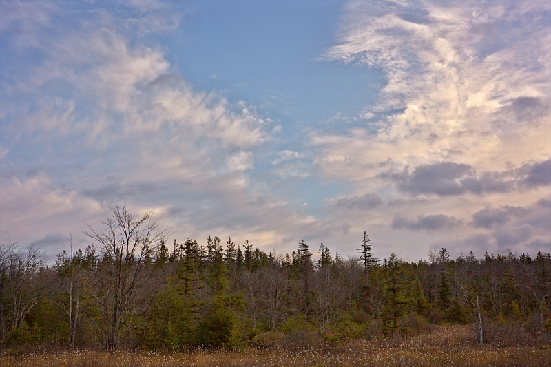 Canaan Mountain Bog