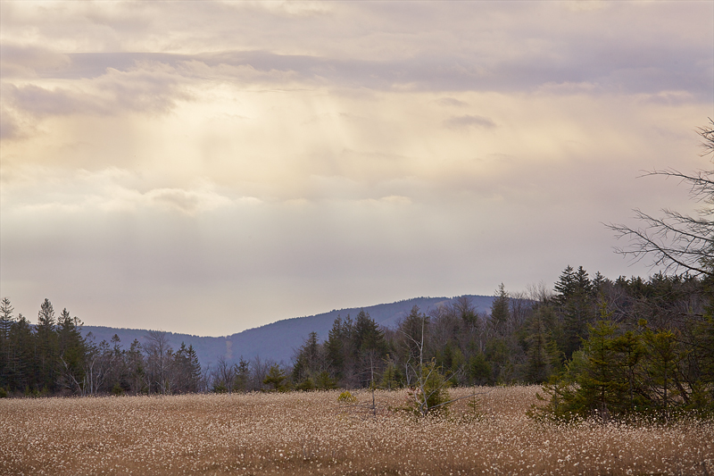Canaan Mountain Bog