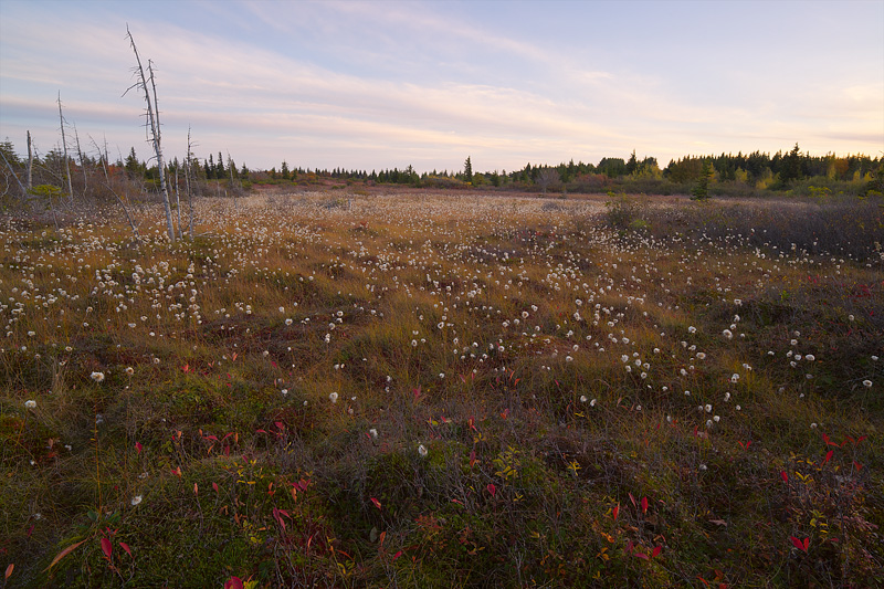 Dolly Sods, Bog, Dusk