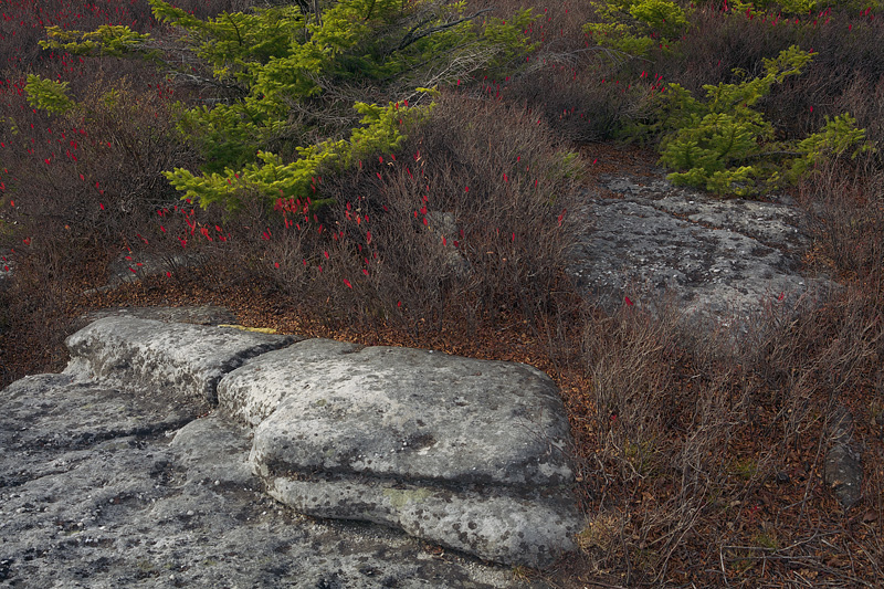 Dolly Sods