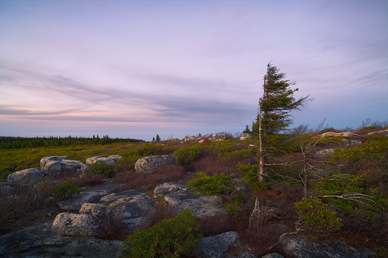 Dolly Sods 