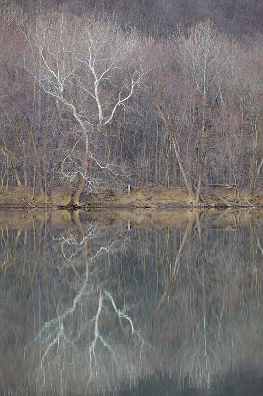 PotomacSycamore_MG_8514