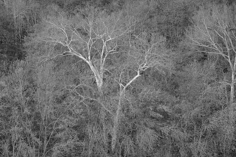 SycamoreSpringDxO-NIK_MG_9