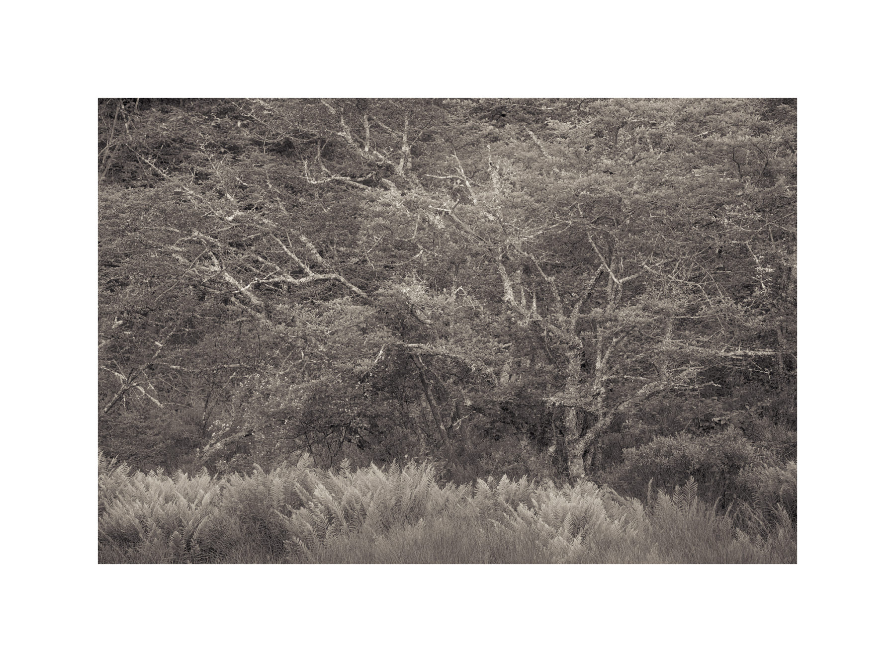 Hawthorn thicket mark muse photographs