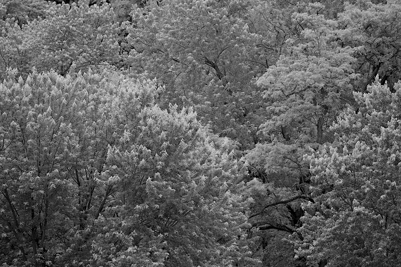 NewGrowth_MG4771