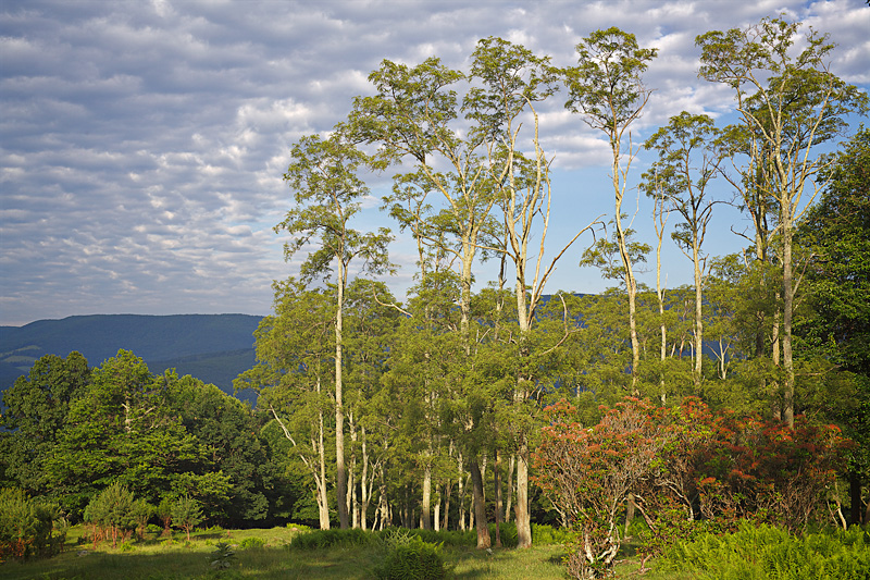 SpiritKnob_MG5021