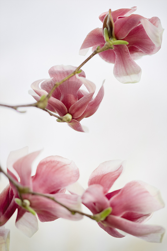 Magnolia_MG_8994