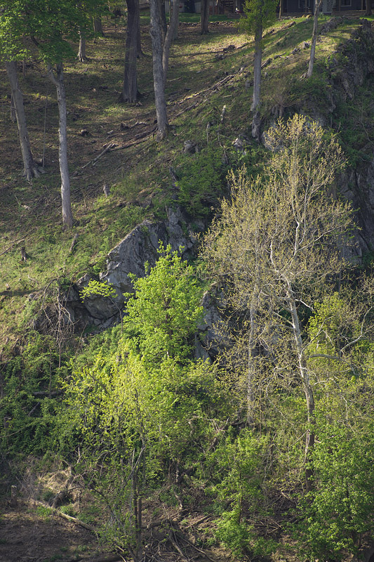 SycamoreSpring_MG_9898