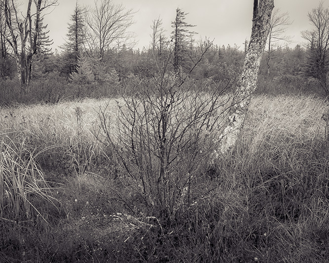 RedRunBog_DSC2835-3