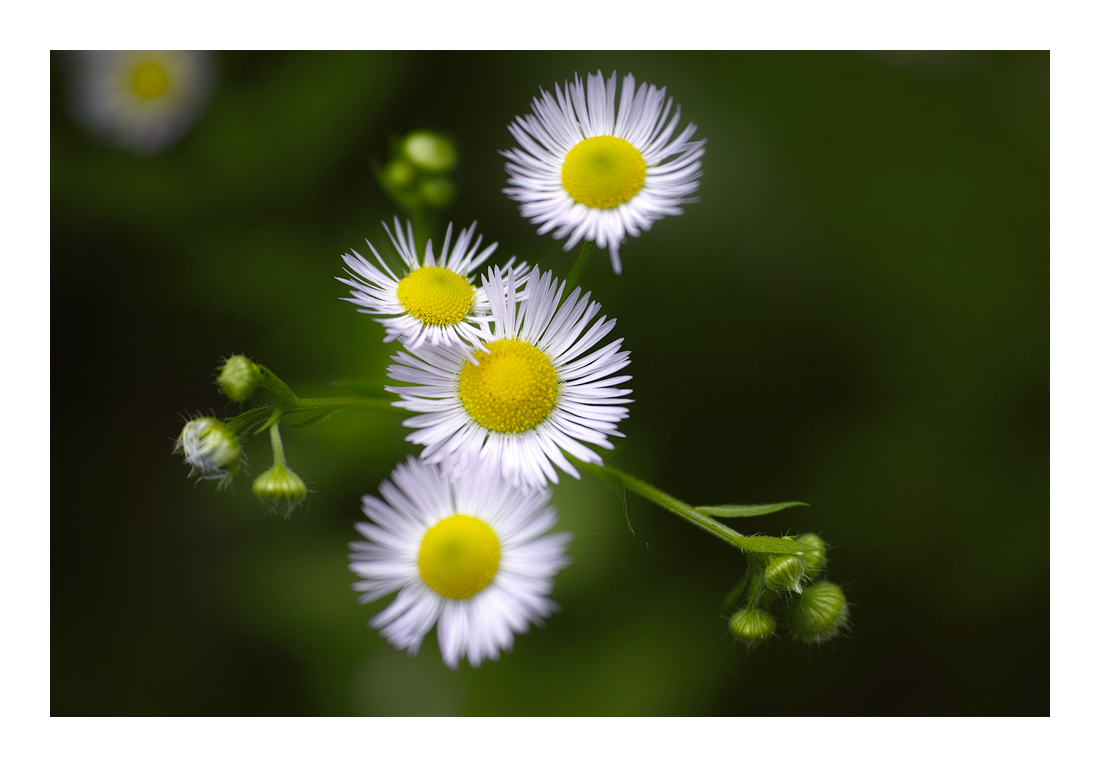 Aster2_SDI0579