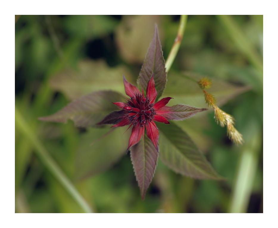 WhatIsFl5_SDI0544