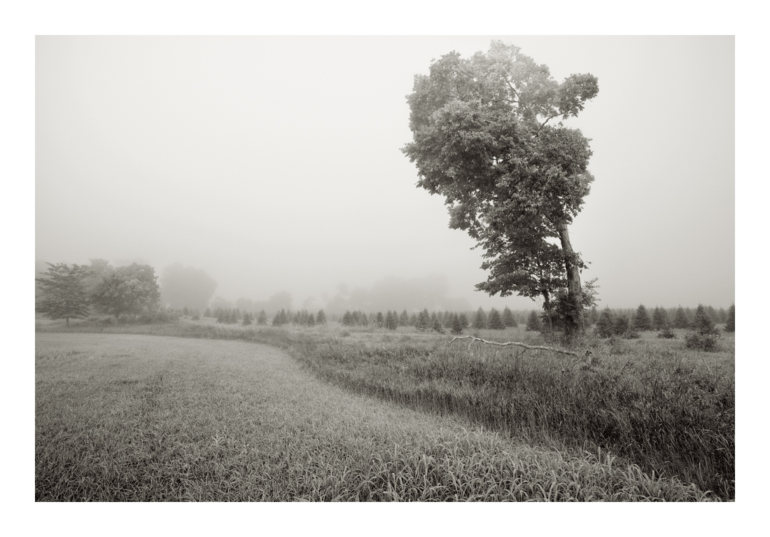 Hackberry_DSC8127