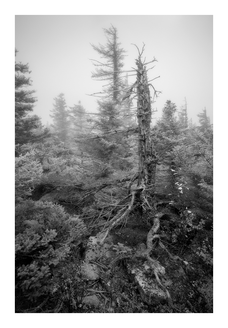 RedSpruceMono3v_DSC3146