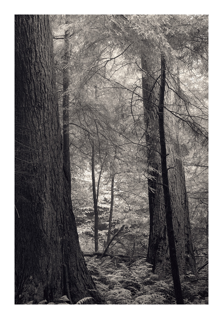 Hemlocks_SDI0094