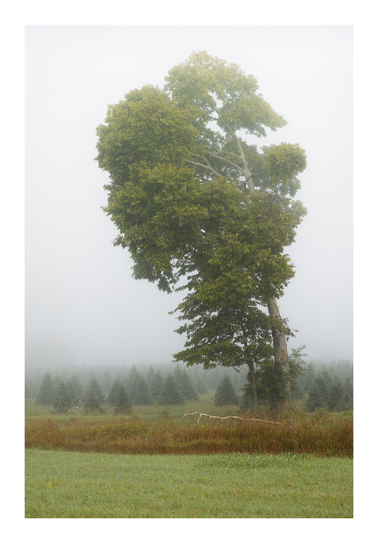 Hackberry_SDI0011