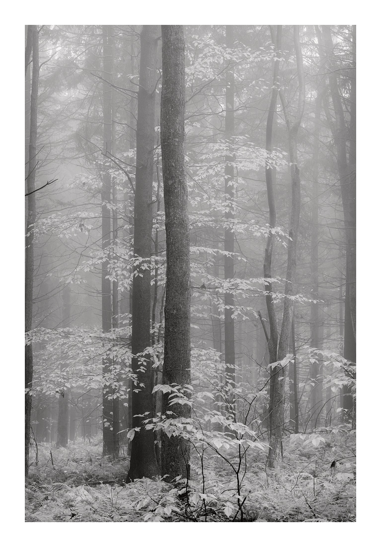 CanaanMtnCanaanMtn_SDI0311