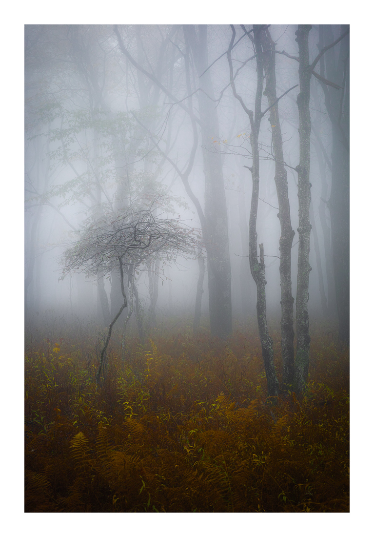 FernHill_SDI0478
