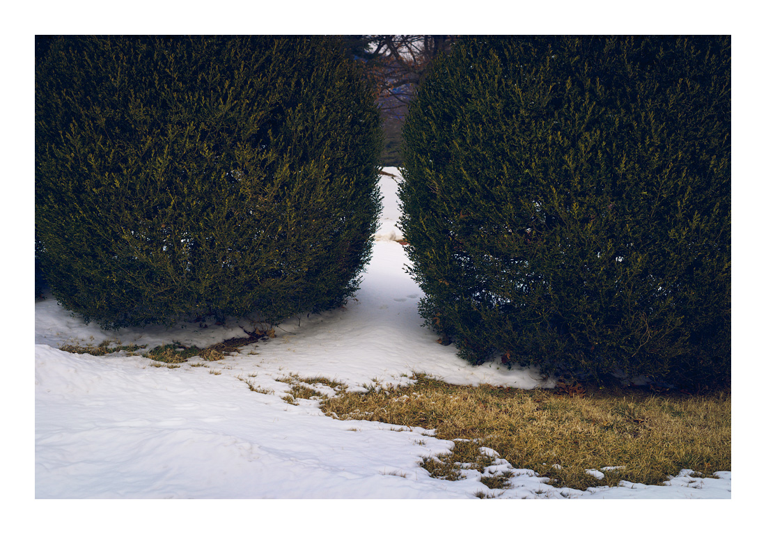 Boxwoods_DSC0804