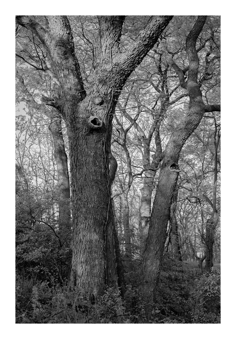 45mm Zeiss Planar G