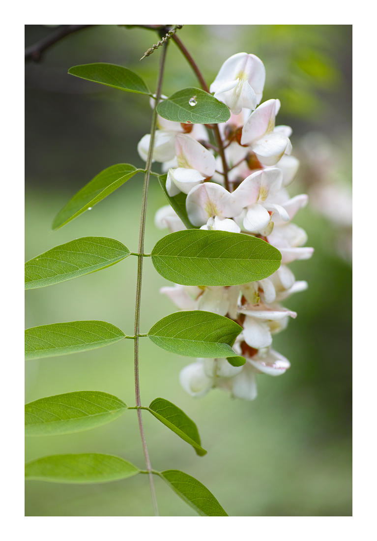 Locust_SDI0722