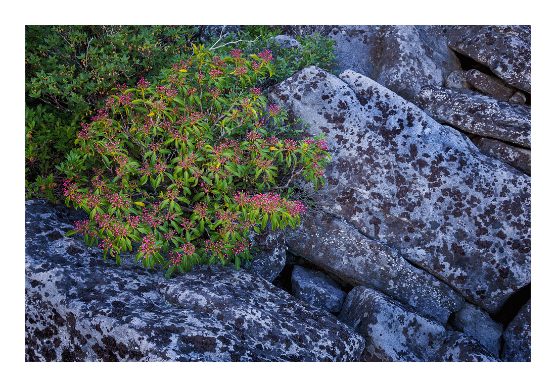 28-90mm Leica Vario-Elmarit R