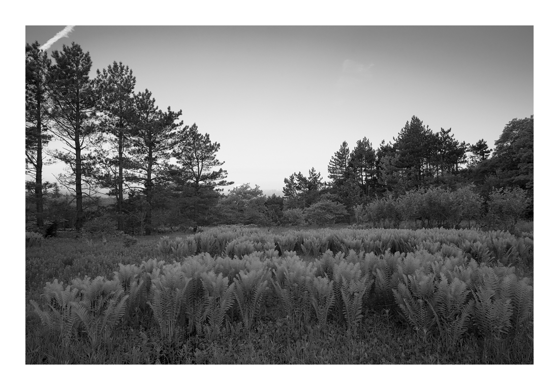 21mm Zeiss Distagon ZF.2