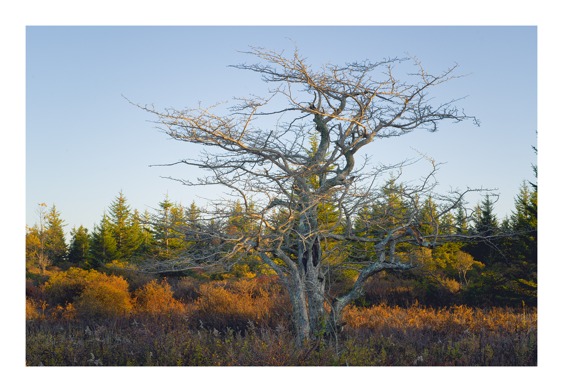 RoaringPlainsHaw2_DSC6104web