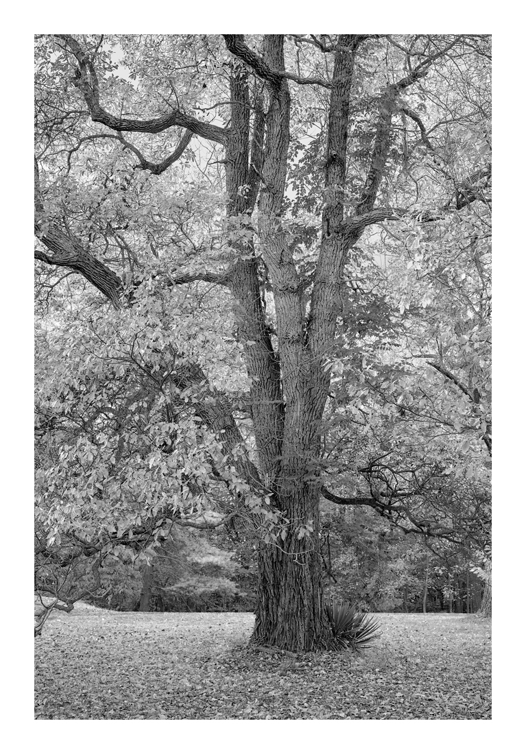 35-70mm Zeiss Vario-Sonnar CY