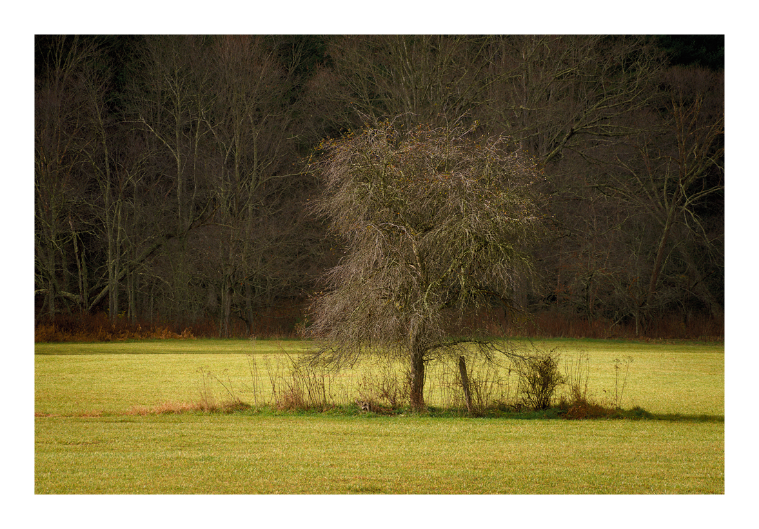 80-200 Zeiss Vario-Sonnar CY