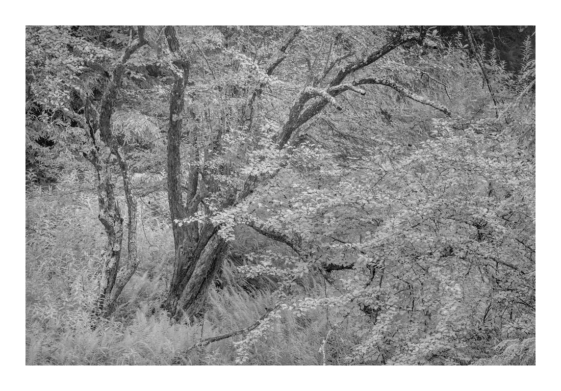 100-300mm Zeiss Vario-Sonnar CY