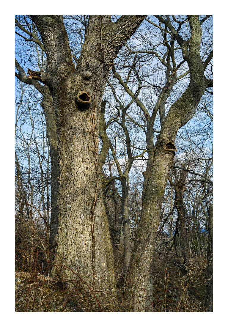 CrossroadCeltis-8639 web