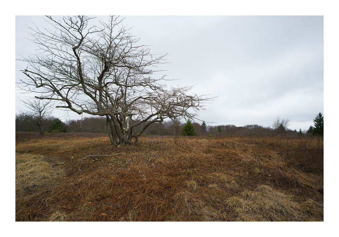 DS Haw-8761 web