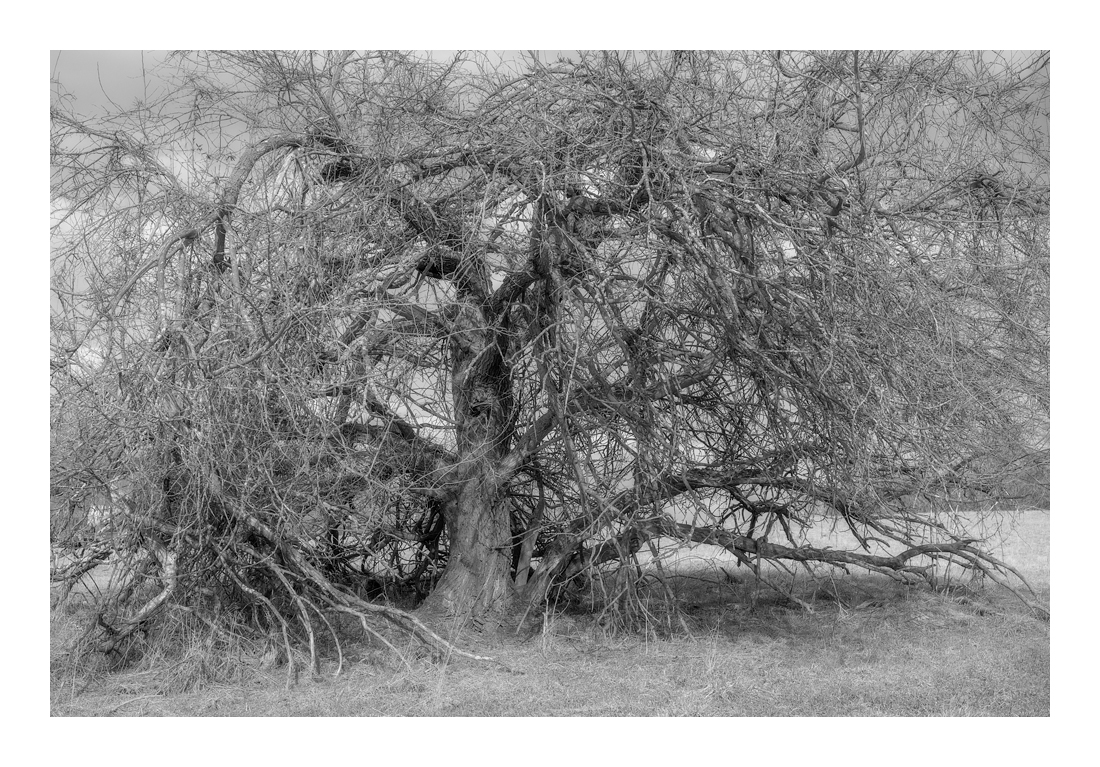 Mulberry-8624 web