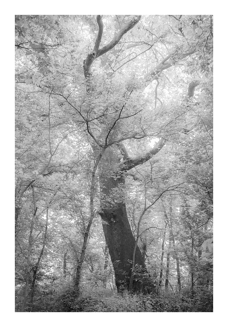 Massive Sycamore_DSC8674 Web