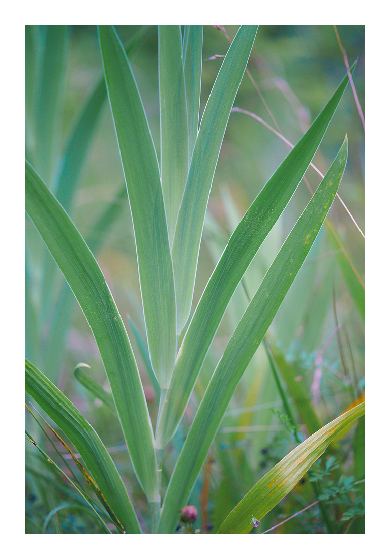 Freshwater-3101 Web