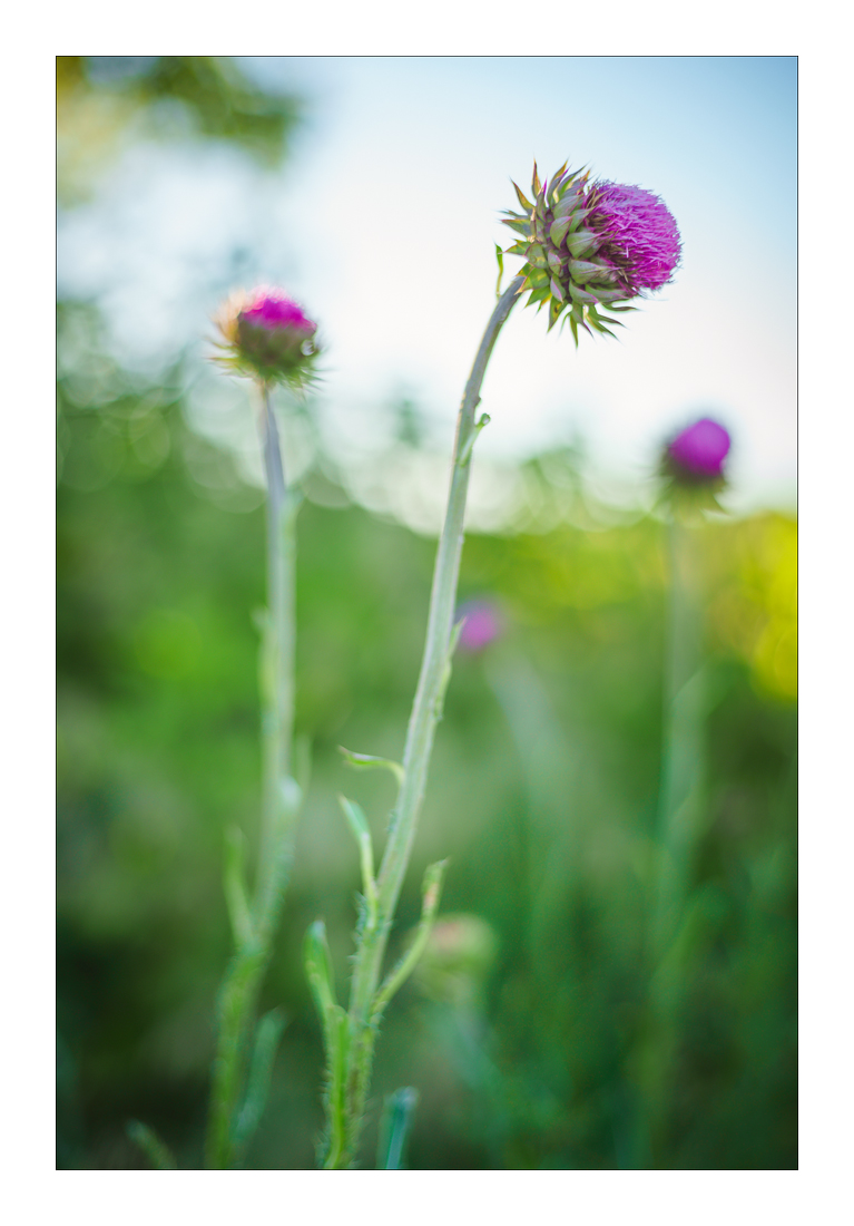 50mm Zeiss Planar CY