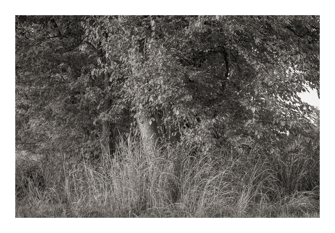 Mulberry-3113 Web