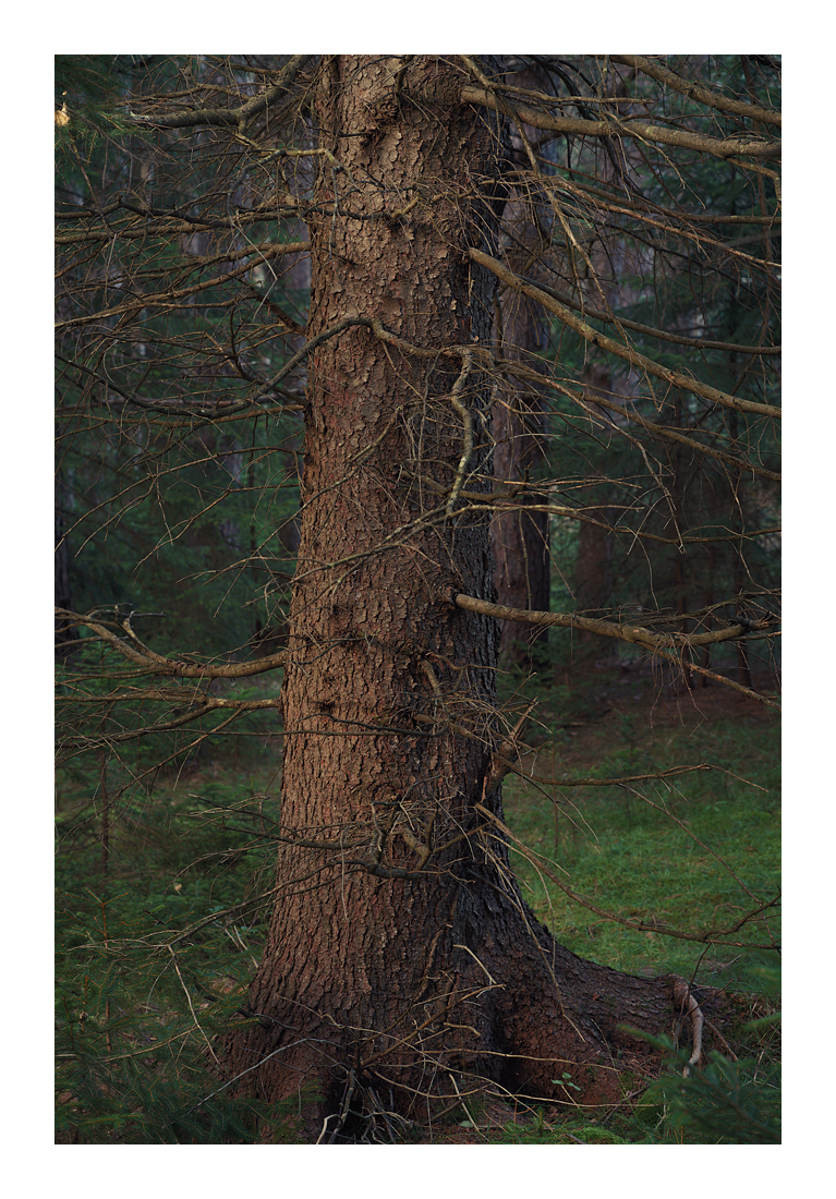RedSpruceDusk-5860 Web