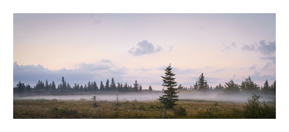 dollysods-web