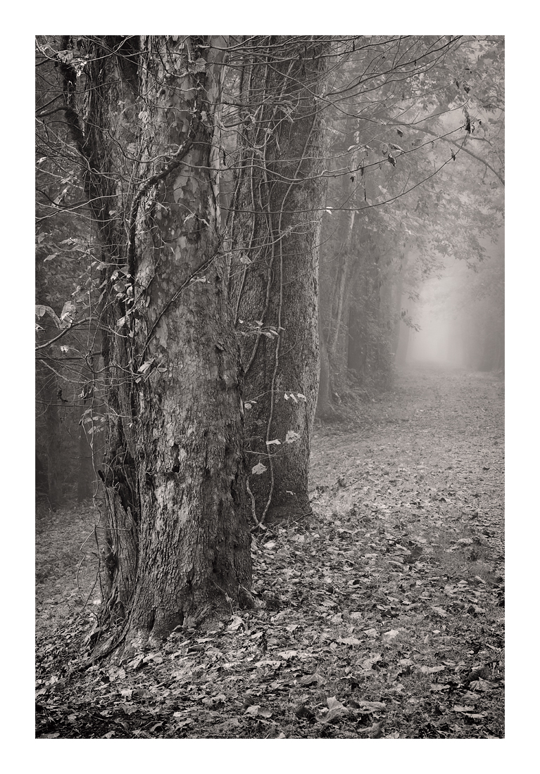 _dsc6713sycamores-web