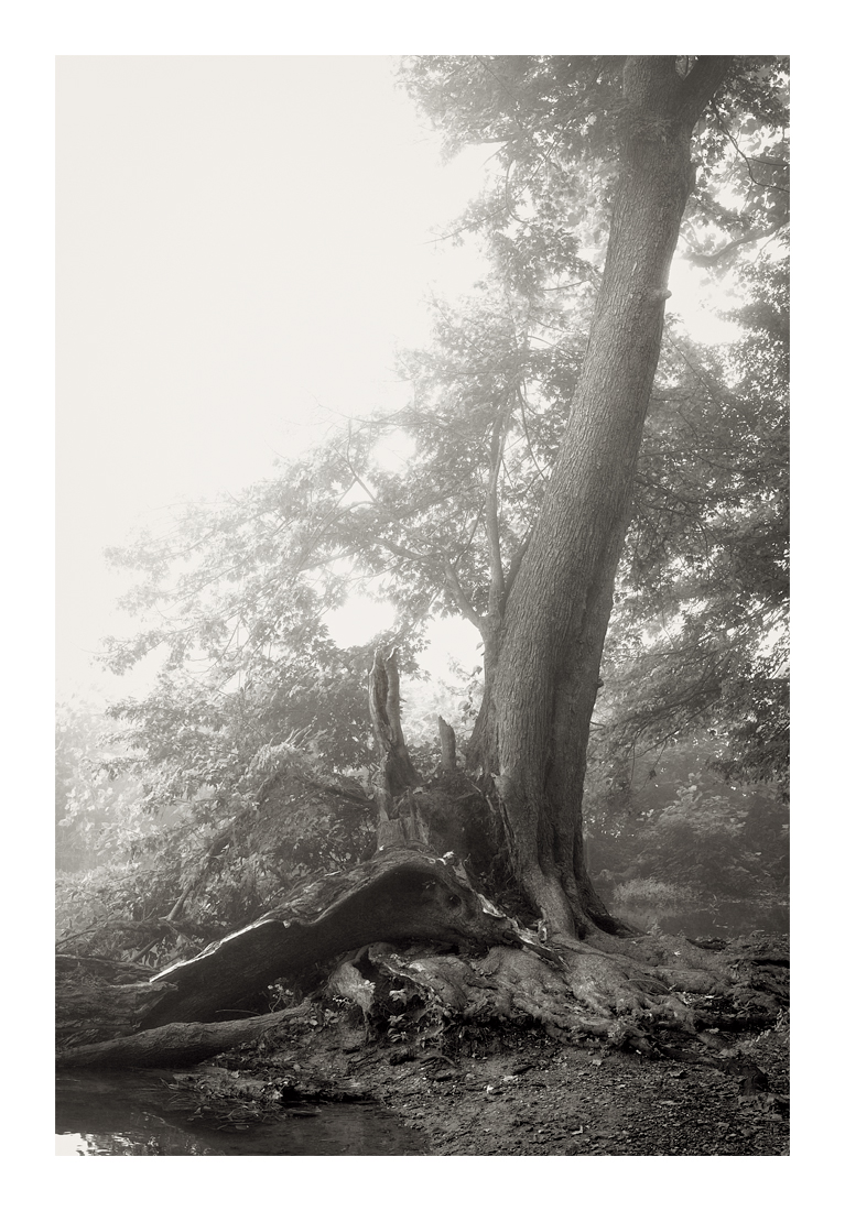 silvermaple_dsc6705-web